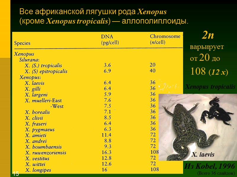 Все африканской лягушки рода Xenopus  (кроме Xenopus tropicalis) — аллополиплоиды. Xenopus tropicalis X.